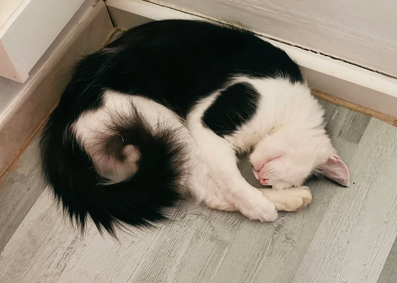 Sweety a rejoint le concours — aidez-le/la à gagner de superbes lots ! canidae, carnivore, cat, comfort, companion_dog, dog_breed, eye, felidae, flooring, fur, hardwood, head, nap, paw, small_to_medium_sized_cats, snout, sporting_group, tail, whiskers, wood