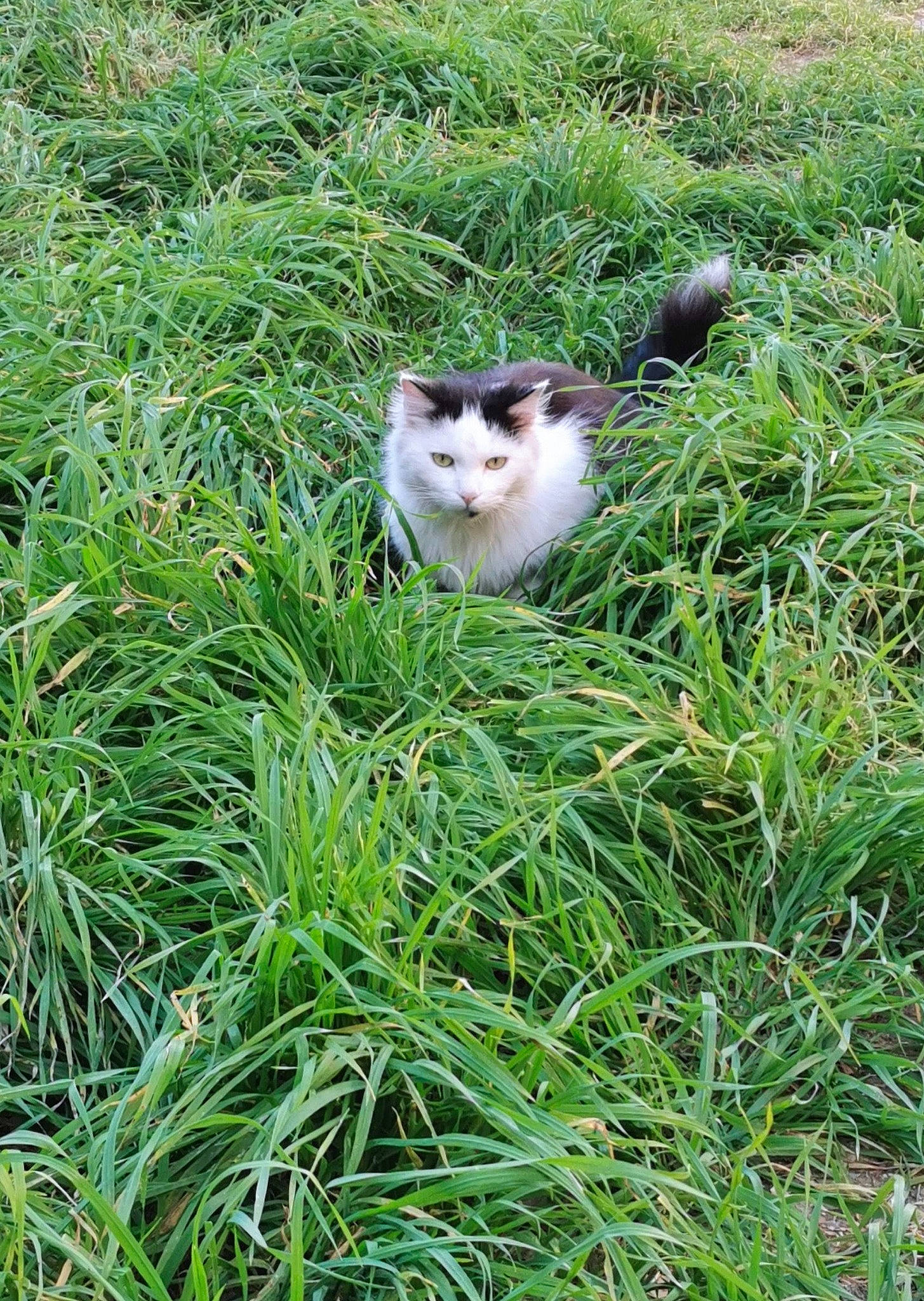 Sweety participe au concours pour gagner de l'argent avec cette photo : art, canidae, carnivore, cat, domestic_short_haired_cat, fawn, felidae, fur, grass, grass_family, grassland, groundcover, herbaceous_plant, lawn, plant, shrub, small_to_medium_sized_cats, tail, tree, whiskers