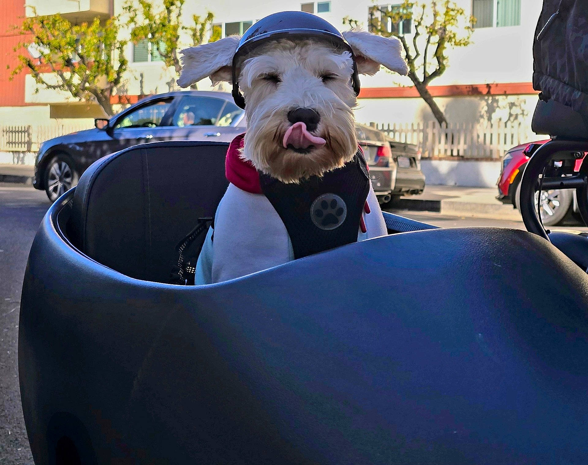 alloywheel, animal, canine, car, carwheel, city, dog, face, head, machine, person, pet, photography, portrait, road, spoke, street, transportation, urban, vehicle