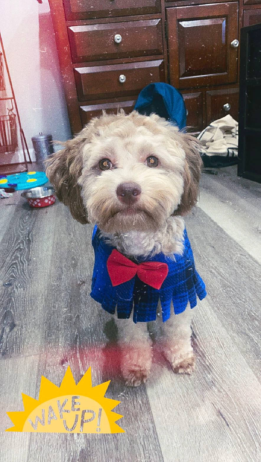 Bean Boy is registered to the contest to win money with this photo: blue, cabinetry, carnivore, collar, companion_dog, dog, dog_breed, dog_clothes, dog_collar, dog_supply, electric_blue, flooring, fur, pet_supply, small_terrier, snout, sporting_group, terrier, toy_dog, working_animal