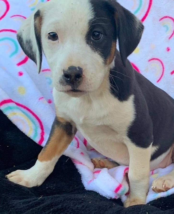 Cookie joined the competition — help win amazing prizes! beagle, carnivore, collar, companion_dog, dog, dog_breed, dog_clothes, dog_collar, dog_supply, fawn, fur, leash, paw, pet_supply, puppy_love, scent_hound, sporting_group, toy_dog, whiskers, working_animal