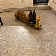 Vega participe au concours pour gagner de l'argent avec cette photo : animal, brown_dog, cabinet, curious, dog, ears, floor, floor_tiles, home, indoor, kitchen, lying_down, oven, pet, pet_toy, playing, plush_toy, quiet, toy, yellow_duck