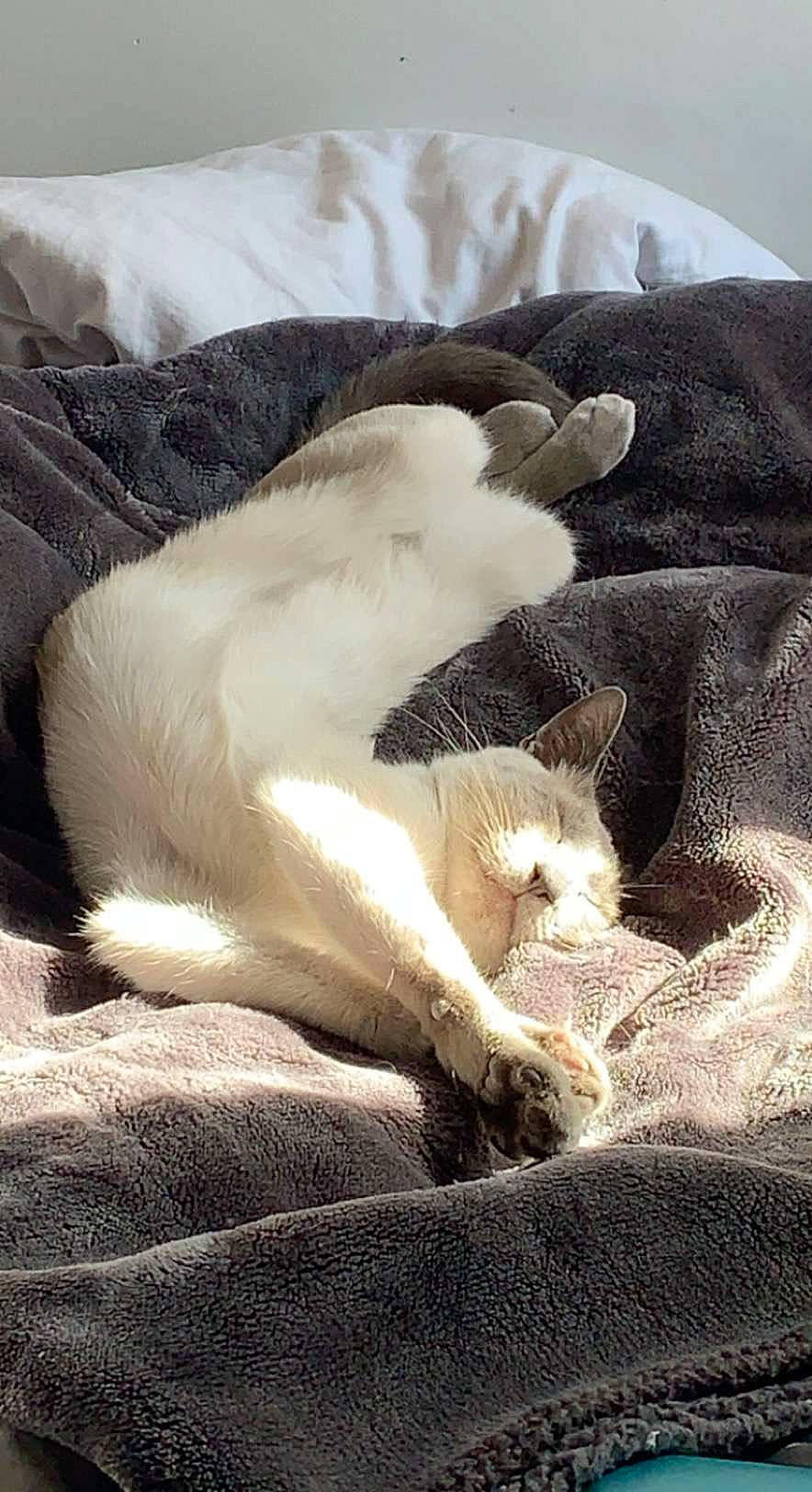 Jojo participe au concours pour gagner de l'argent avec cette photo : canidae, carnivore, cat, claw, comfort, companion_dog, dog_breed, domestic_short_haired_cat, duvet, fawn, felidae, fur, grey, linens, paw, small_to_medium_sized_cats, sporting_group, tail, textile, whiskers