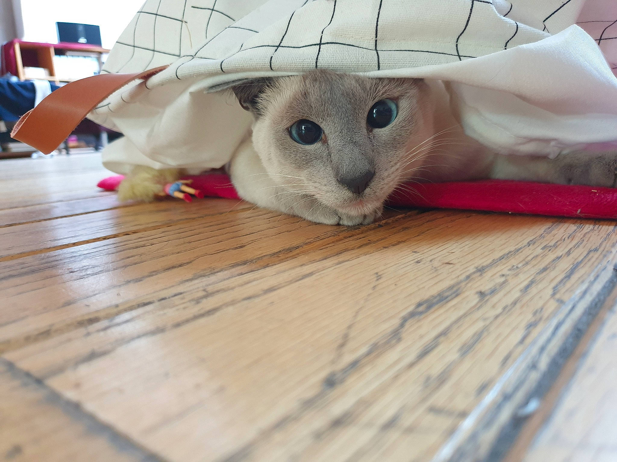 Jojo participe au concours pour gagner de l'argent avec cette photo : carnivore, cat, cat_bed, comfort, domestic_short_haired_cat, fawn, felidae, flooring, fur, hardwood, hat, plank, small_to_medium_sized_cats, snout, tail, textile, varnish, whiskers, wood, wood_stain