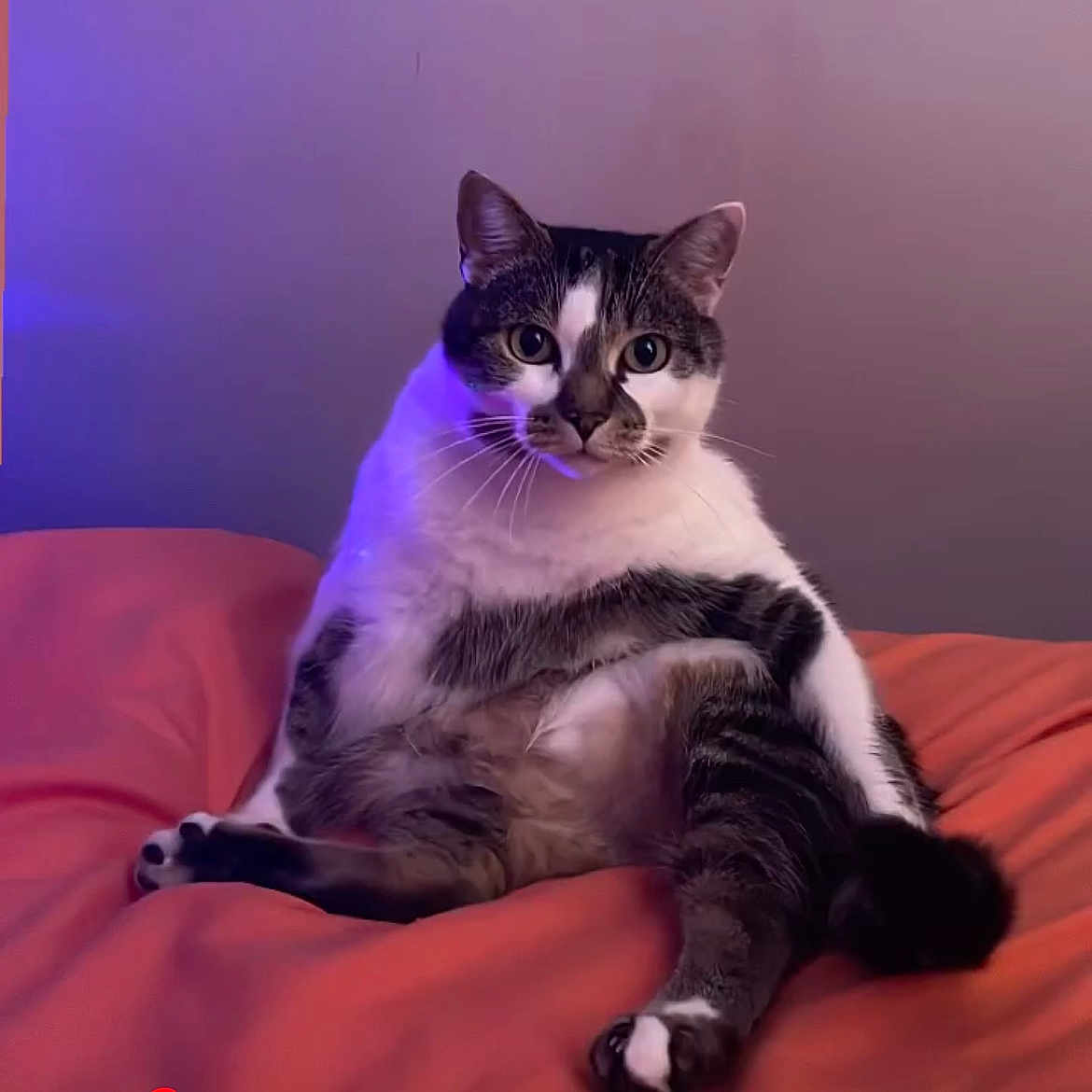 Scarface a rejoint le concours — aidez-le/la à gagner de superbes lots ! abyssinian, animal, blanket, cat, cushion, egyptiancat, furniture, homedecor, kitten, manx, pet, siamese