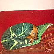 Zion a rejoint le concours — aidez-le/la à gagner de superbes lots ! dog, blanket, couch, red_sofa, cozy, wrapped, brown_dog, paw, face, pet, indoor, resting, looking, stare, fur, textile, pillow, home, comfort, nap