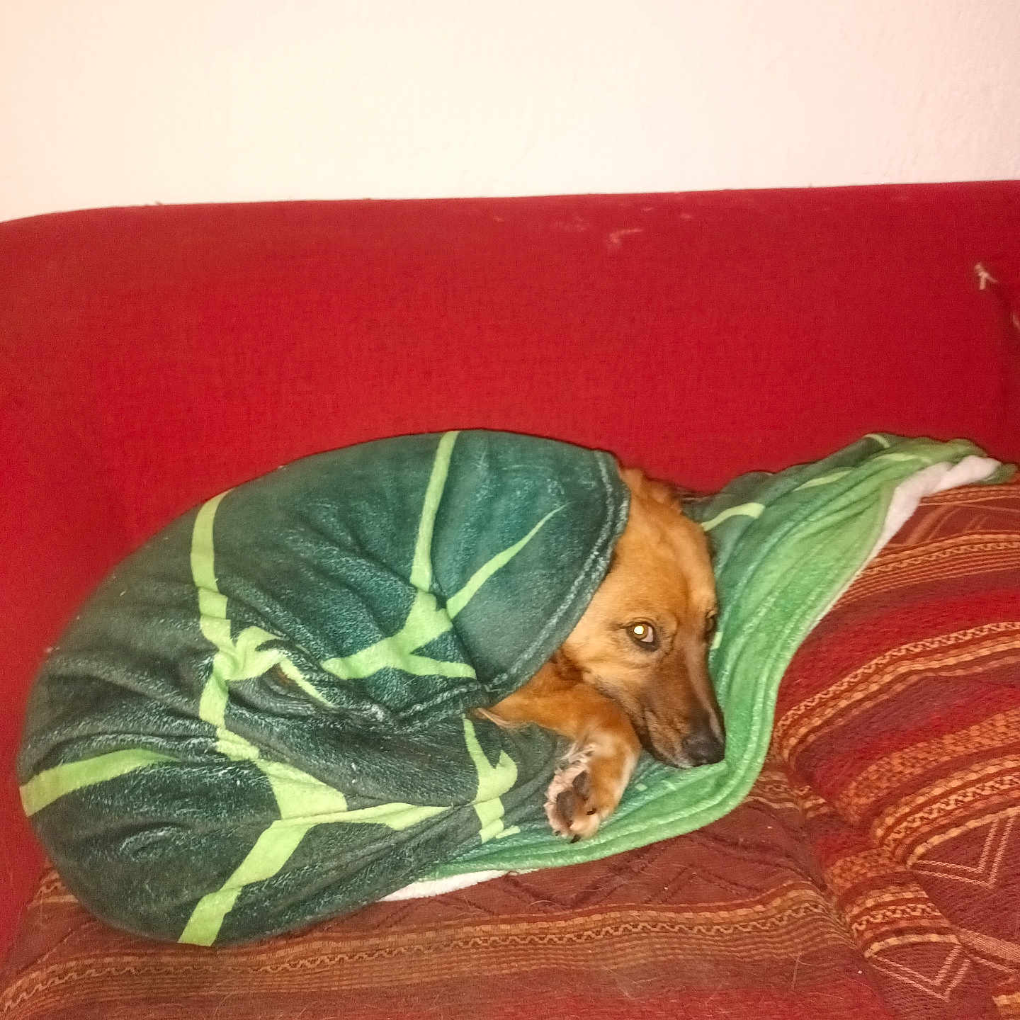 Zion a rejoint le concours — aidez-le/la à gagner de superbes lots ! blanket, brown_dog, comfort, couch, cozy, dog, face, fur, home, indoor, looking, nap, paw, pet, pillow, red_sofa, resting, stare, textile, wrapped