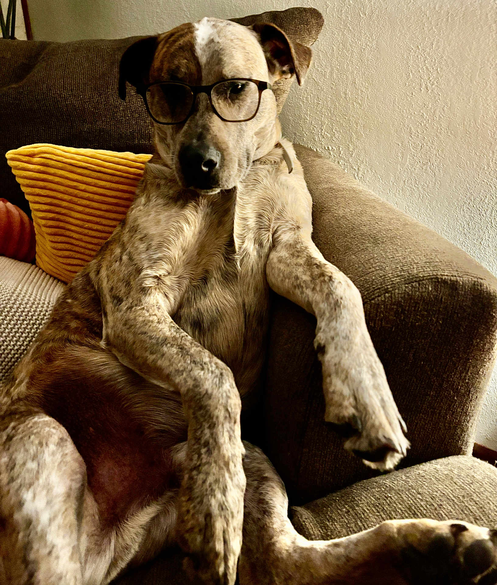 Jaxson is registered to the contest to win money with this photo: dog, brindle, glasses, couch, pillow, yellow_pillow, living_room, indoor, pet, relaxed, lounging, armrest, fur, paws, portrait, closeup, textured_wall, cozy, home, canine