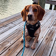 Maximus joined the competition — help win amazing prizes! animal, brown_coat, calm, canine, companion, daylight, dog, harness, leash, nature, outdoor, pet, portrait, quiet, sitting, vintage_dock, water, waterfront, white_spots, wooden_dock