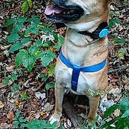 Toby joined the competition — help win amazing prizes! dog, canine, animal, pet, forest, leaves, autumn, nature, outdoor, greenery, harness, collar, tongue_out, sitting, brown_fur, ears_up, alert, happy, closeup, wood