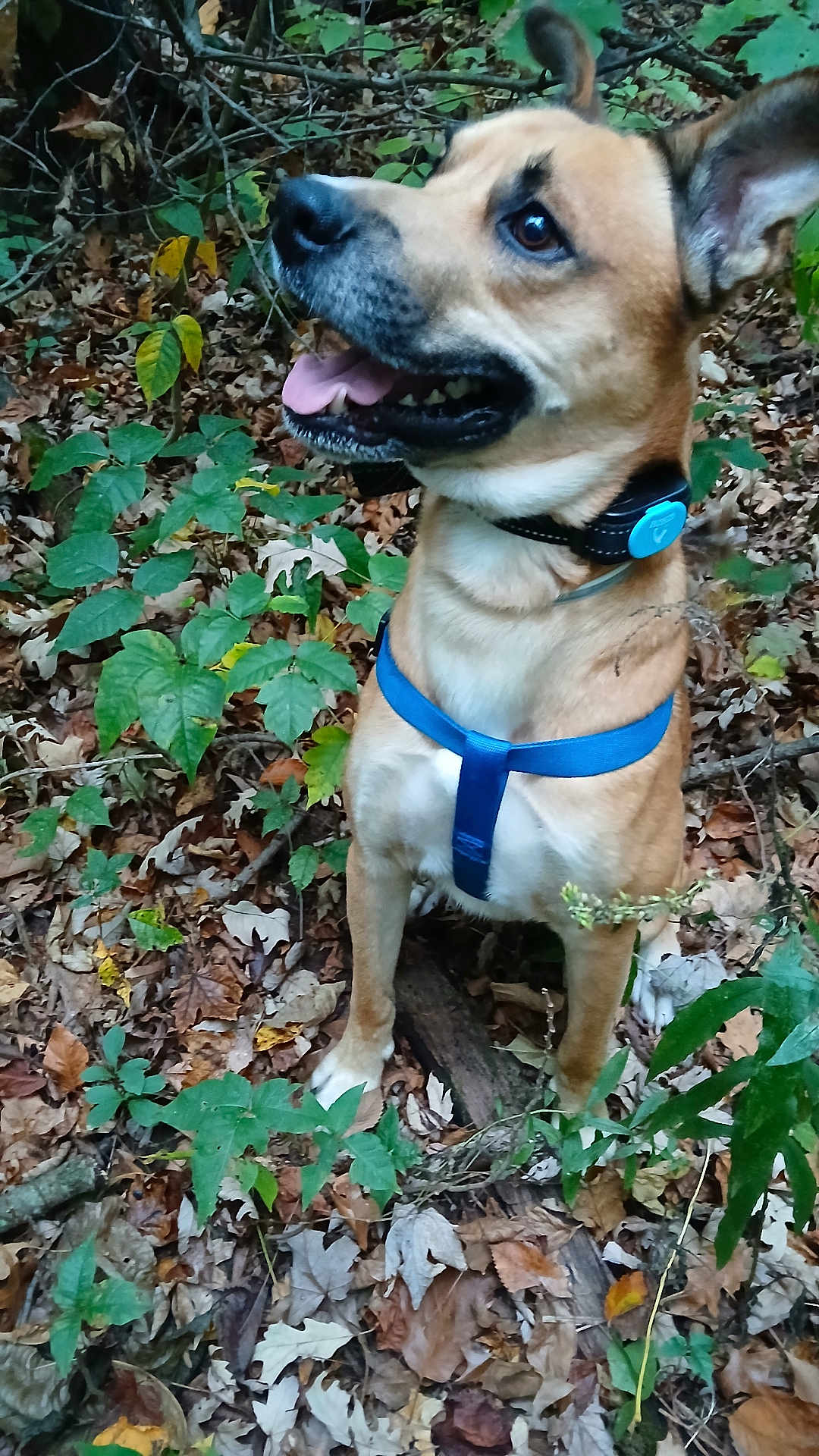 Toby joined the competition — help win amazing prizes! dog, canine, animal, pet, forest, leaves, autumn, nature, outdoor, greenery, harness, collar, tongue_out, sitting, brown_fur, ears_up, alert, happy, closeup, wood