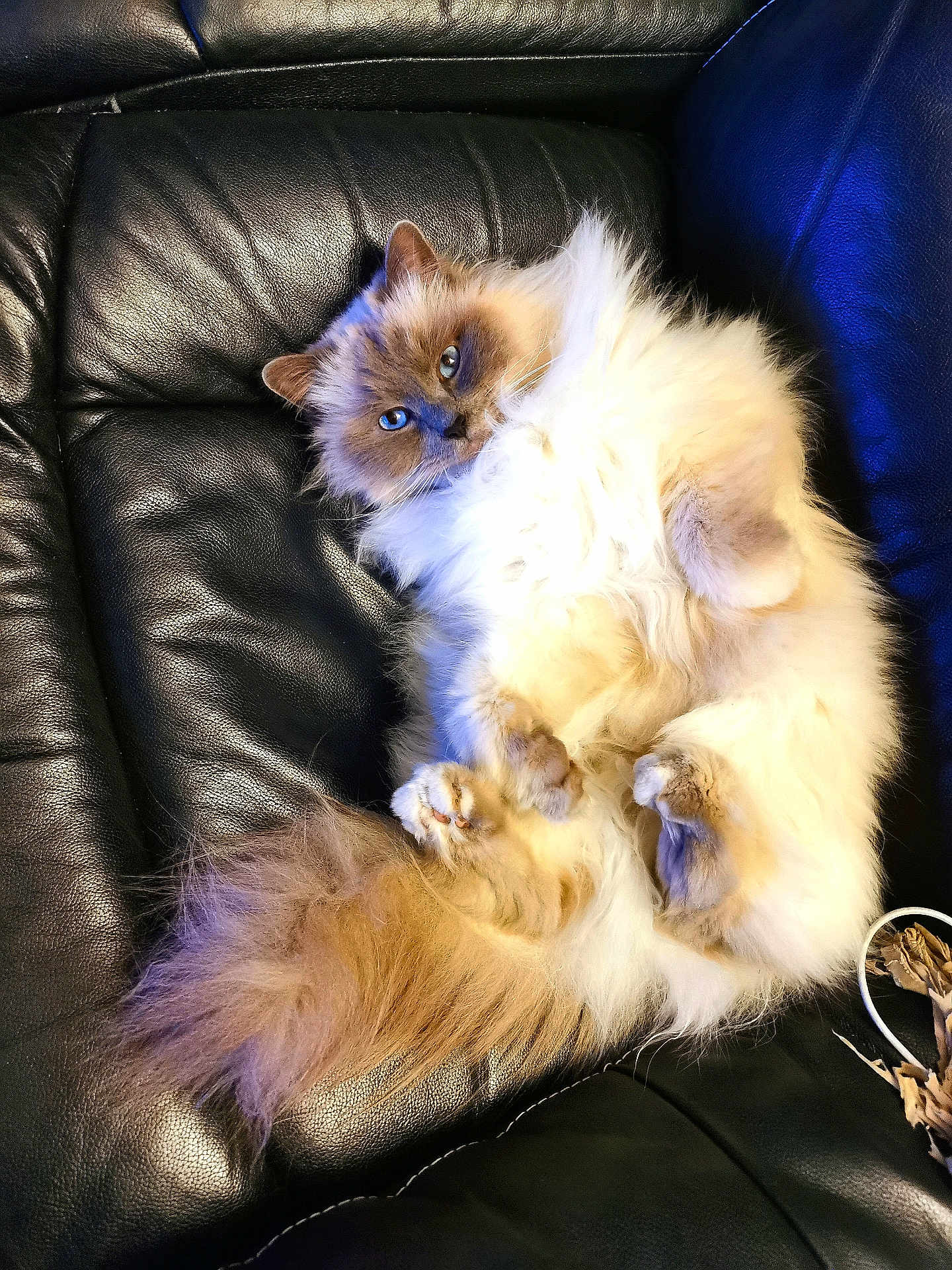 Salem a rejoint le concours — aidez-le/la à gagner de superbes lots ! cat, fluffy, blue_eyes, fur, relaxing, couch, leather, pet, animal, indoor, cute, tail, paw, whiskers, mammal, feline, resting, cozy, home, companion