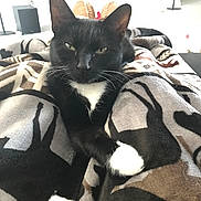 Marcia is registered to the contest to win money with this photo: cat, black_cat, white_paws, blanket, patterned_blanket, indoor, pet, feline, relaxed, resting, legs, cozy, whiskers, ears, eyes, nose, fur, home, comfort, closeup