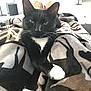 cat, black_cat, white_paws, blanket, patterned_blanket, indoor, pet, feline, relaxed, resting, legs, cozy, whiskers, ears, eyes, nose, fur, home, comfort, closeup