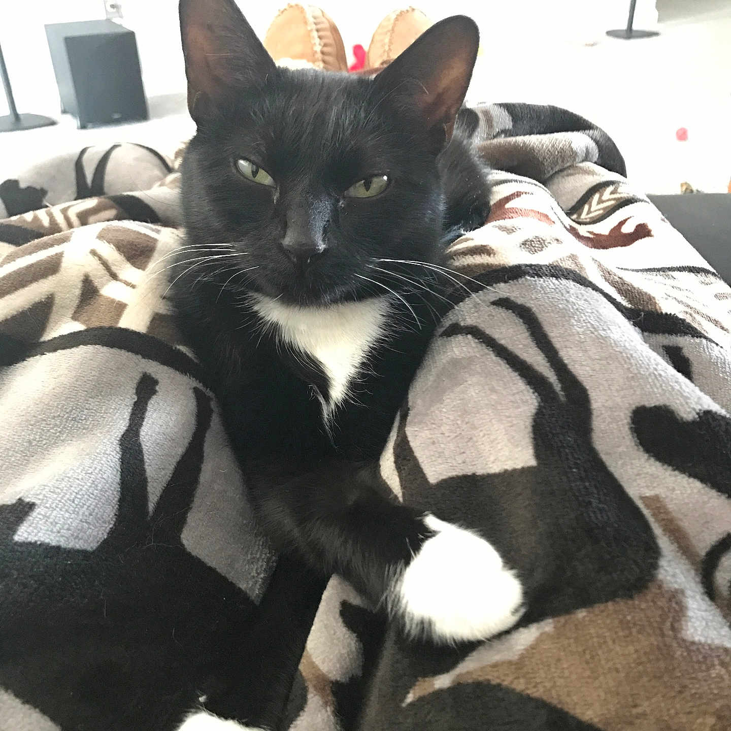 Marcia is registered to the contest to win money with this photo: black_cat, blanket, cat, closeup, comfort, cozy, ears, eyes, feline, fur, home, indoor, legs, nose, patterned_blanket, pet, relaxed, resting, whiskers, white_paws