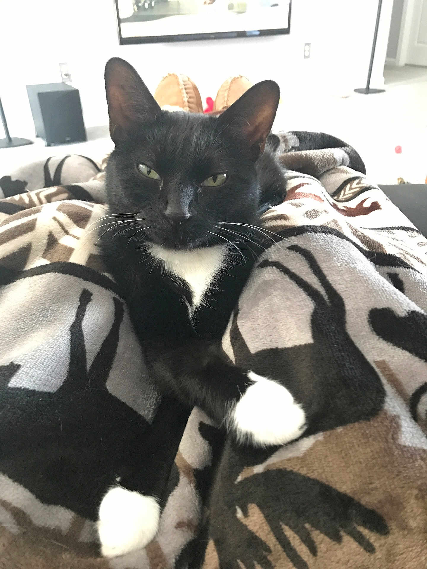 Marcia is registered to the contest to win money with this photo: cat, black_cat, white_paws, blanket, patterned_blanket, indoor, pet, feline, relaxed, resting, legs, cozy, whiskers, ears, eyes, nose, fur, home, comfort, closeup