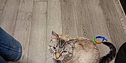 Jhett Lei is registered to the contest to win money with this photo: animal, cat, colorful_toy, companion, curious, domestic_animal, ears, flooring, furry, household, indoor, light_brown, looking_up, pet, striped, tabby_cat, tail, toy, whiskers, wooden_floor