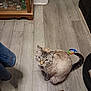 animal, cat, colorful_toy, companion, curious, domestic_animal, ears, flooring, furry, household, indoor, light_brown, looking_up, pet, striped, tabby_cat, tail, toy, whiskers, wooden_floor
