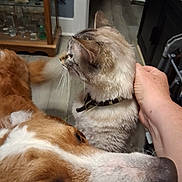 Jhett Lei is registered to the contest to win money with this photo: animal, brown, calm, cat, closeup, collar, curious, dog, domestic, floor, fur, furniture, gentle, hand, indoor, person, pet, sideview, white, wooden_floor