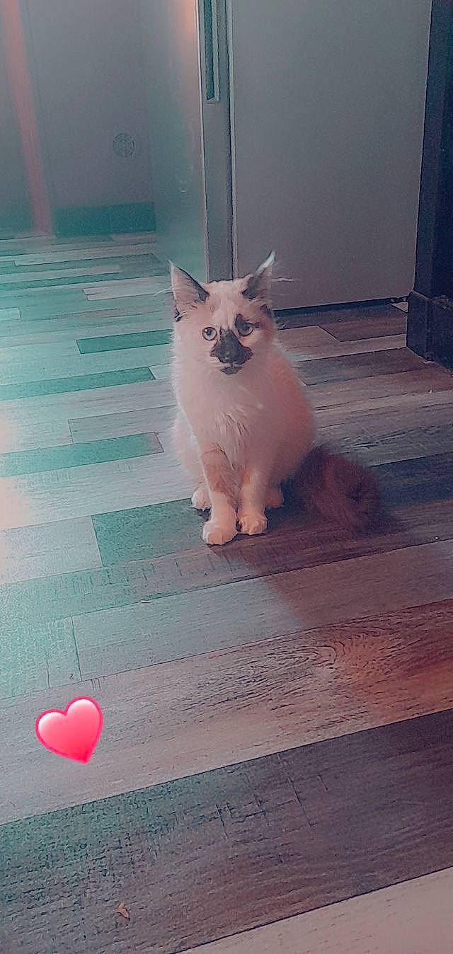 Izis a rejoint le concours — aidez-le/la à gagner de superbes lots ! canidae, carnivore, cat, companion_dog, dog_breed, fawn, felidae, floor, flooring, foot, fur, hardwood, leg, paw, pink, small_to_medium_sized_cats, snout, tail, whiskers, wood