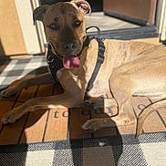 Sebastian joined the competition — help win amazing prizes! animal, brown_dog, canine, closeup, daylight, dog, domestic_animal, door, floor, happy, harness, indoor, lying_down, mat, pet, portrait, relaxed, shadow, sunlight, tongue_out
