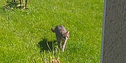 Figaro participe au concours pour gagner de l'argent avec cette photo :