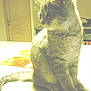 Figaro participe au concours pour gagner de l'argent avec cette photo :