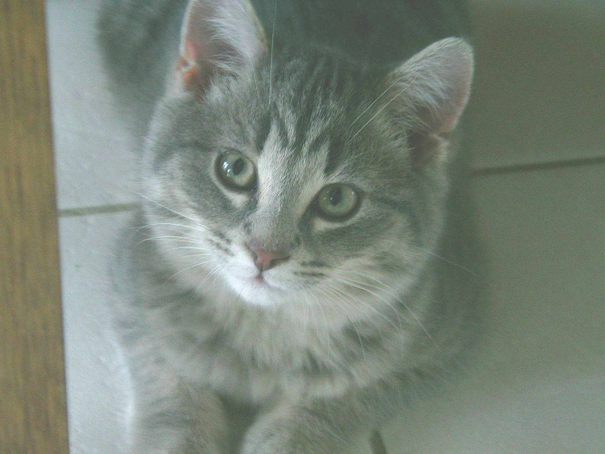 Figaro