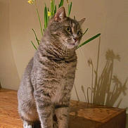 Figaro participe au concours pour gagner de l'argent avec cette photo :