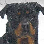 Nalla participe au concours pour gagner de l'argent avec cette photo :