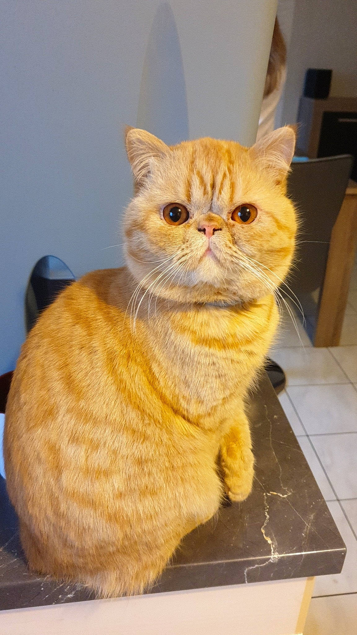 Garfield participe au concours pour gagner de l'argent avec cette photo : carnivore, cat, claw, domestic_short_haired_cat, fawn, felidae, flooring, fur, paw, small_to_medium_sized_cats, snout, tail, tile_flooring, whiskers, wood