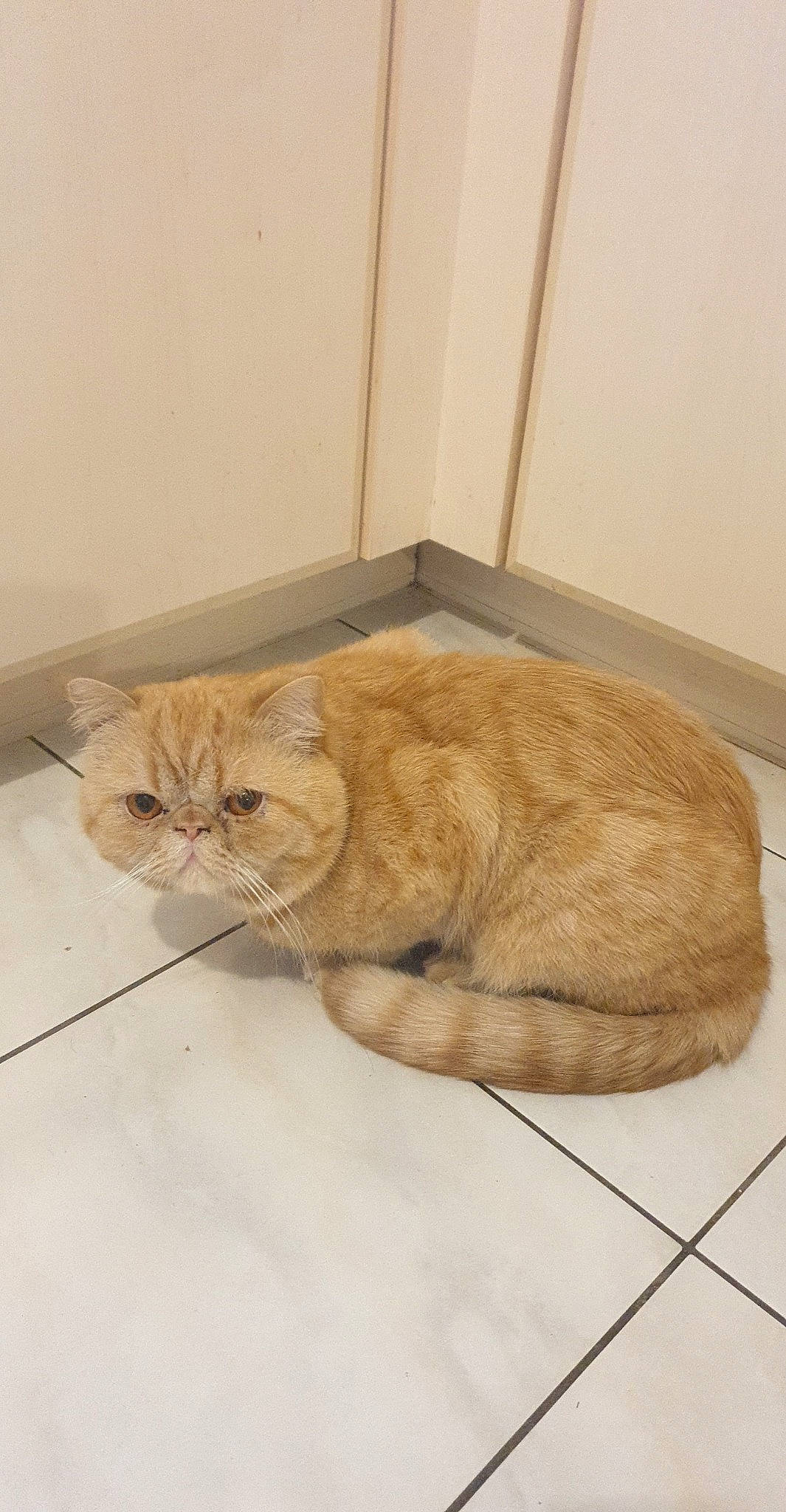 Garfield participe au concours pour gagner de l'argent avec cette photo : carnivore, cat, comfort, domestic_short_haired_cat, door, eye, fawn, felidae, floor, flooring, fur, hardwood, paw, small_to_medium_sized_cats, snout, tail, terrestrial_animal, whiskers, window, wood