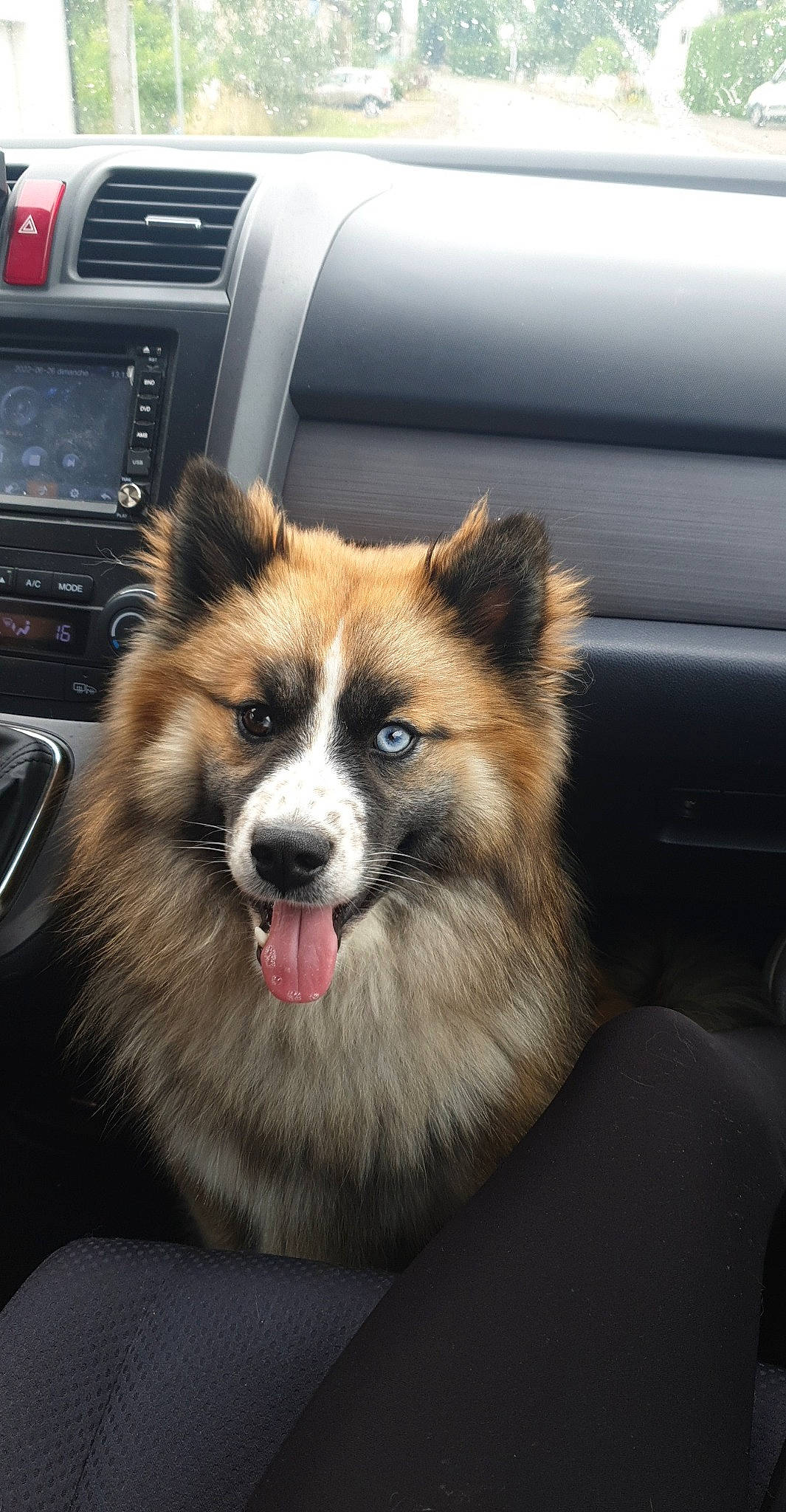 Alvin participe au concours pour gagner de l'argent avec cette photo : automotive_design, automotive_exterior, car, carnivore, center_console, companion_dog, dog, dog_breed, family_car, media_player, motor_vehicle, personal_luxury_car, plant, radio, satellite_radio, snout, steering_wheel, vehicle, vehicle_audio, whiskers