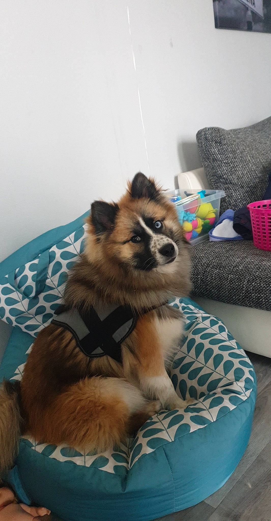 Alvin a rejoint le concours — aidez-le/la à gagner de superbes lots ! carnivore, comfort, companion_dog, couch, dog, dog_breed, dog_supply, fawn, fur, german_spitz, german_spitz_klein, german_spitz_mittel, pomeranian, snout, spitz, sporting_group, terrestrial_animal, toy_dog, whiskers, working_animal