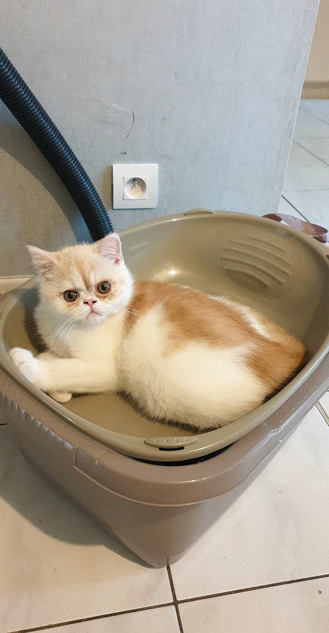 Tigrou a rejoint le concours — aidez-le/la à gagner de superbes lots ! box, carnivore, cat, cat_supply, comfort, domestic_short_haired_cat, door, fawn, felidae, fur, pet_supply, plumbing, plumbing_fixture, sink, small_to_medium_sized_cats, snout, tail, whiskers, window, wood