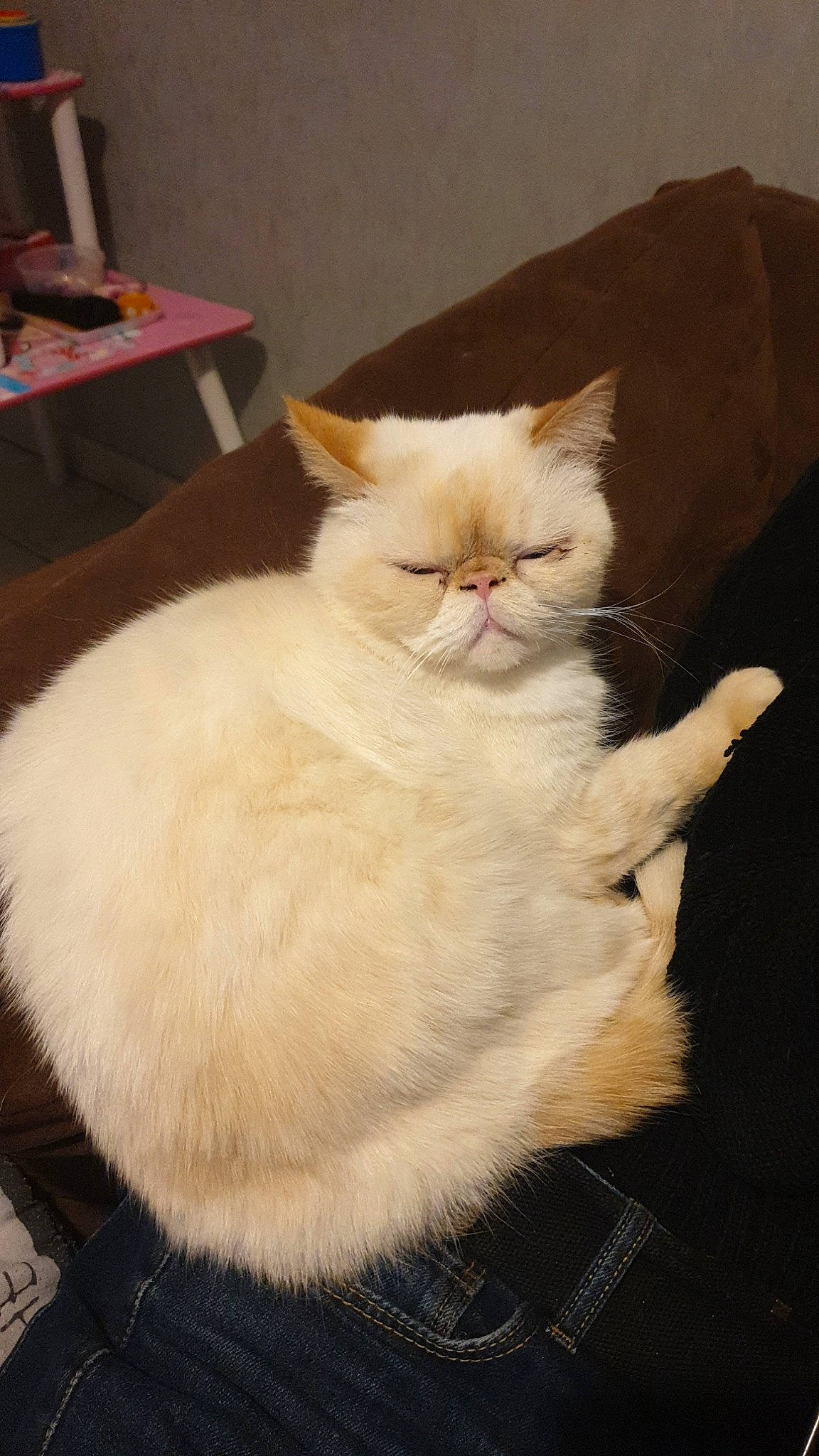 Grizou a rejoint le concours — aidez-le/la à gagner de superbes lots ! carnivore, cat, claw, comfort, domestic_short_haired_cat, fawn, felidae, fur, hardwood, paw, small_to_medium_sized_cats, tail, whiskers