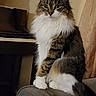 Elsa is registered to the contest to win money with this photo: cat, fluffy, sitting, couch, armrest, indoor, pet, feline, long_hair, striped, white_paws, portrait, animal, domestic_cat, piano, furniture, curtain, home, looking, calm