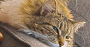 Elsa is registered to the contest to win money with this photo: cat, tabby, fluffy, lounging, couch, indoor, pet, relaxed, fur, animal, resting, closeup, domestic, feline, cozy, sideview, whiskers, soft, home, comfort