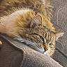 animal, cat, closeup, comfort, couch, cozy, domestic, feline, fluffy, fur, home, indoor, lounging, pet, relaxed, resting, sideview, soft, tabby, whiskers