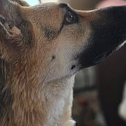 Ava is registered to the contest to win money with this photo: animal, black, brown, canine, close_up, collar, dog, domestic_animal, ears, focused, fur, german_shepherd, house, indoor, looking_up, mammal, pet, portrait, profile, side_view
