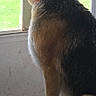 Ava is registered to the contest to win money with this photo: animal, canine, carpet, collar, daylight, dog, door, ears, fur, german_shepherd, grass, home, indoor, loyal, pet, quiet, side_view, waiting, watching, window