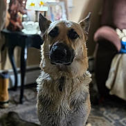 Ava joined the competition — help win amazing prizes! dog, german_shepherd, indoor, carpet, armchair, side_table, curtains, window, home_interior, pet, animal, sitting, portrait, furniture, natural_light, domestic, floor, canine, calm, household