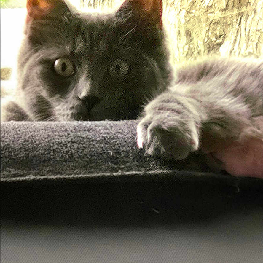 Eva Aka Killer