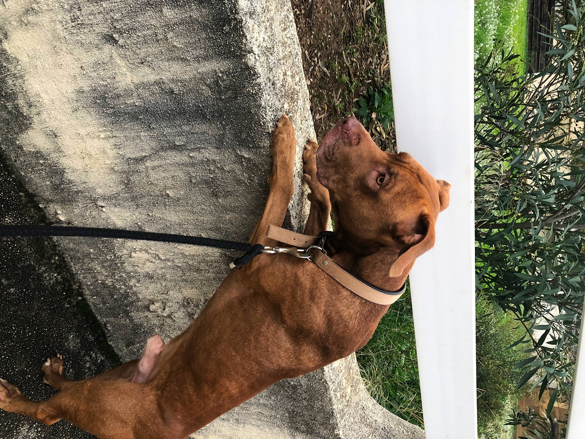 Many a rejoint le concours — aidez-le/la à gagner de superbes lots ! canidae, carnivore, collar, dog, dog_breed, dog_collar, fawn, human_leg, leash, liver, pet_supply, plant, snout, sporting_group, tail, terrestrial_animal, trunk, wood, working_animal, wrinkle