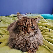 Arlo participe au concours pour gagner de l'argent avec cette photo : animal, bed, cat, closeup, comfort, cute, domestic, feline, fluffy, fur, indoor, mammal, paws, pet, portrait, relaxed, resting, sleepy, striped, whiskers