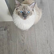 Svana a rejoint le concours — aidez-le/la à gagner de superbes lots ! animal, blue_eyes, casual, cat, close_up, curious, domestic_cat, feline, flooring, fluffy, footwear, indoor, light_gray, looking_up, pet, shoe, soft_fur, tail, whiskers, wooden_floor