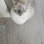 animal, blue_eyes, casual, cat, close_up, curious, domestic_cat, feline, flooring, fluffy, footwear, indoor, light_gray, looking_up, pet, shoe, soft_fur, tail, whiskers, wooden_floor