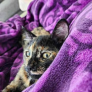 Royalty is registered to the contest to win money with this photo: animal, blanket, cat, closeup, comfort, cozy, cute, ears, eyes, fur, fur_pattern, home, indoor, pet, purple_blanket, relaxation, resting, soft_texture, tortoiseshell_cat, whiskers