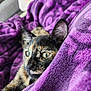animal, blanket, cat, closeup, comfort, cozy, cute, ears, eyes, fur, fur_pattern, home, indoor, pet, purple_blanket, relaxation, resting, soft_texture, tortoiseshell_cat, whiskers