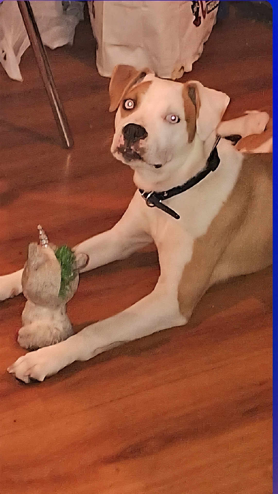 Max is registered to the contest to win money with this photo: dog, toy, floor, collar, indoor, wooden_floor, pet, animal, relaxed, playful, white_and_brown_dog, statue, decor, domestic, canine, companion, looking_up, object_in_paw, household, animal_toy